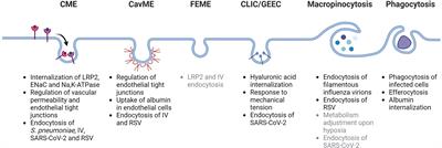 Alveolar-capillary endocytosis and trafficking in acute lung injury and acute respiratory distress syndrome